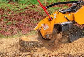 Best Tree Disease Treatment  in Ripon, WI