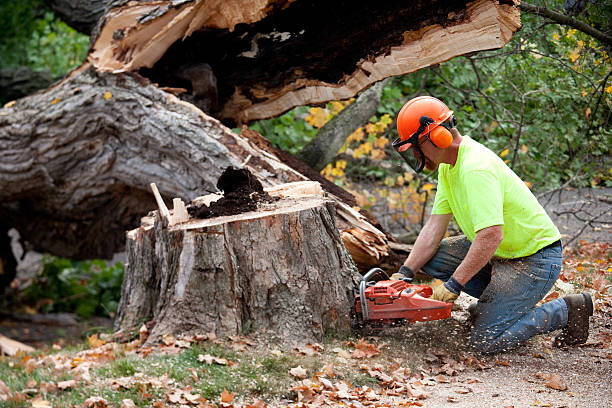 How Our Tree Care Process Works  in  Ripon, WI